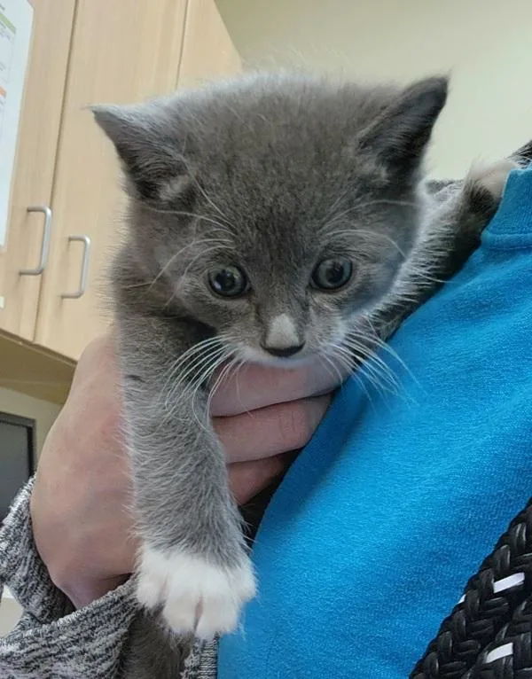 A baby small-sized male Domestic Short Hair cat named Handsome for adoption in Kennewick, WA