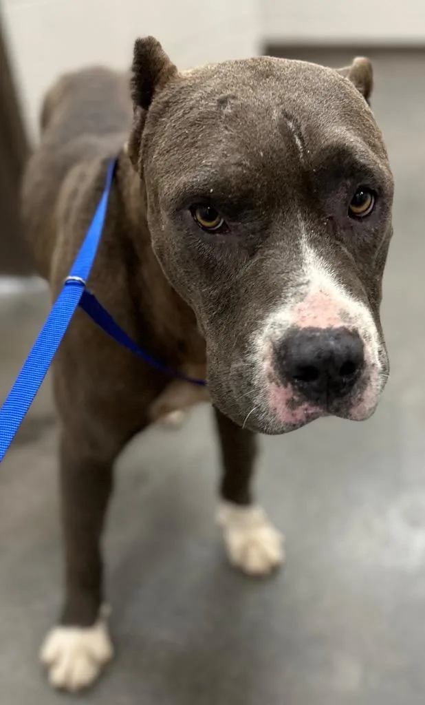 An adult medium-sized male Mixed Breed dog named Miami for adoption in Rome, GA