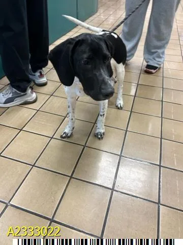 A young medium-sized male Mixed Breed dog named Hunter for adoption in West Palm Beach, FL