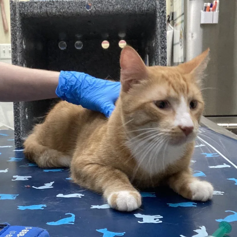 Pumkpinhead thumbnail 2