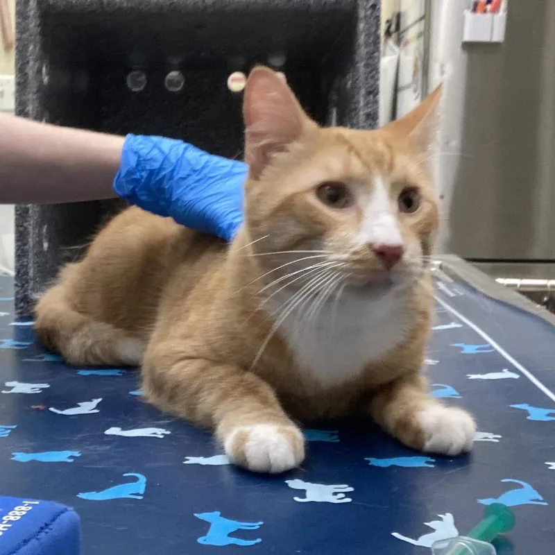 Pumkpinhead thumbnail 3