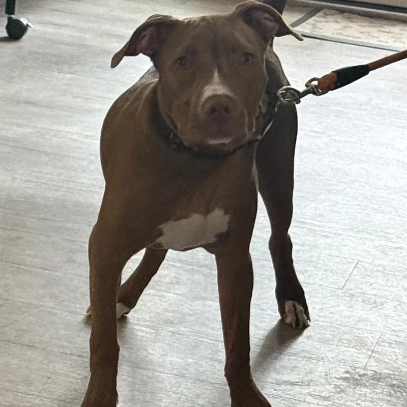 A young medium-sized male Yellow / Tan / Blond / Fawn Pit Bull Terrier dog named Kane for adoption in Waldorf, MD