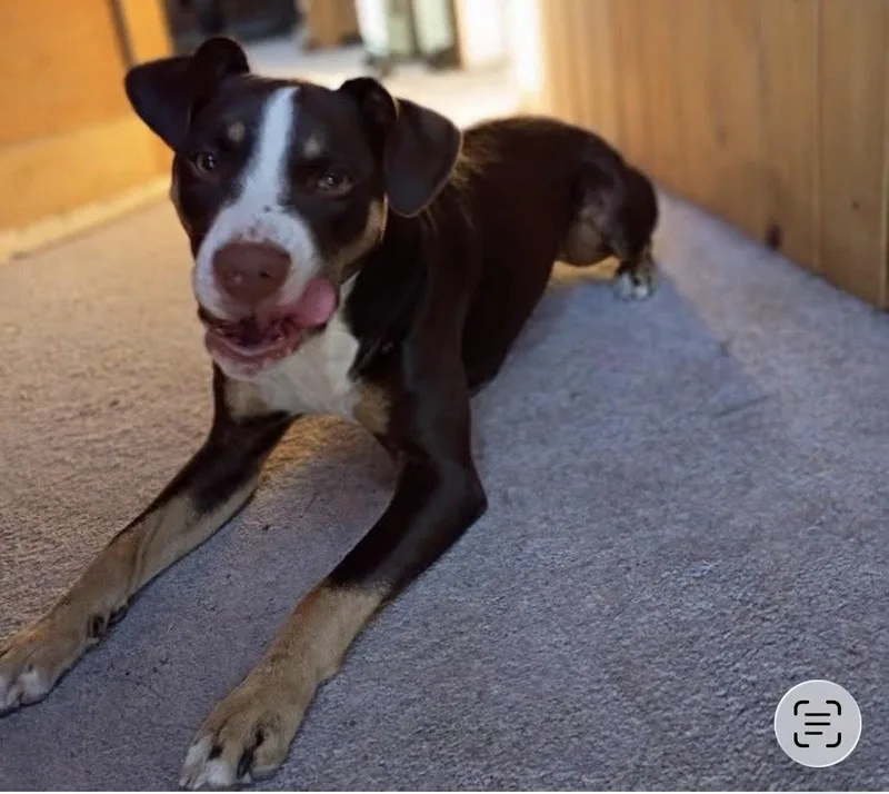 A young medium-sized male Bicolor Mixed Breed dog named Stitch for adoption in Huntington Beach, CA