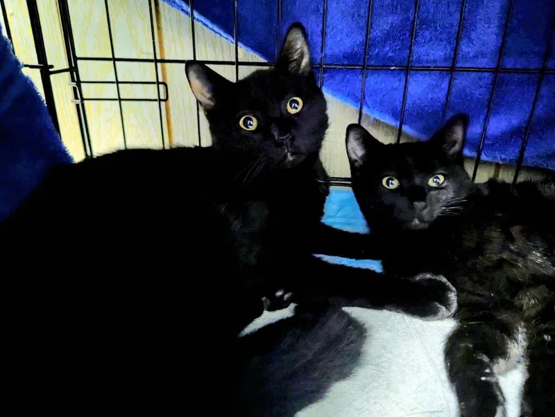 A baby medium-sized male Black Domestic Short Hair cat named Prancer for adoption in Broomall, PA