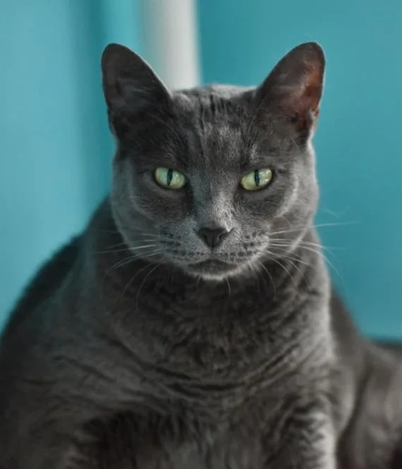 An adult medium-sized female Gray / Blue / Silver Domestic Short Hair cat named Freddy for adoption in Marietta, GA