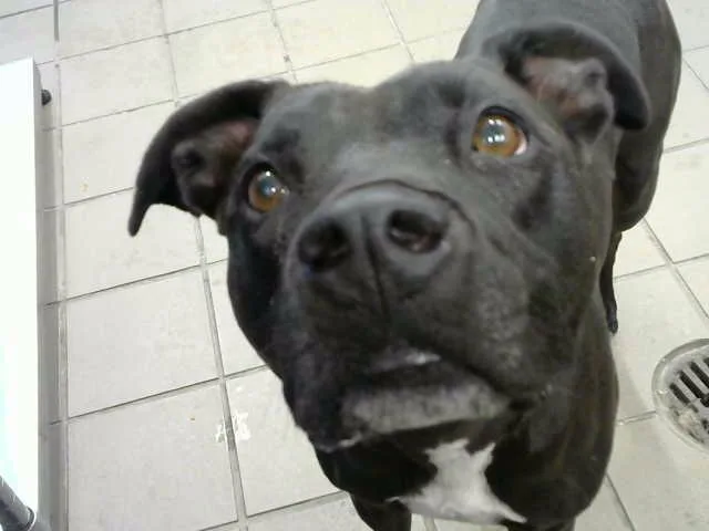 An adult large-sized male Pit Bull Terrier dog named Jake for adoption in Albuquerque, NM
