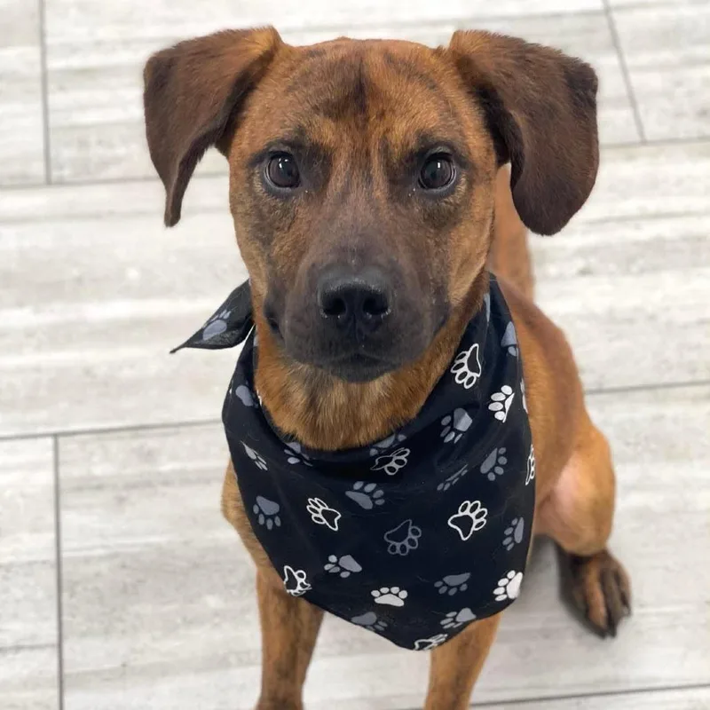 An adult medium-sized male Brindle Mixed Breed dog named Fozzie for adoption in Lufkin, TX