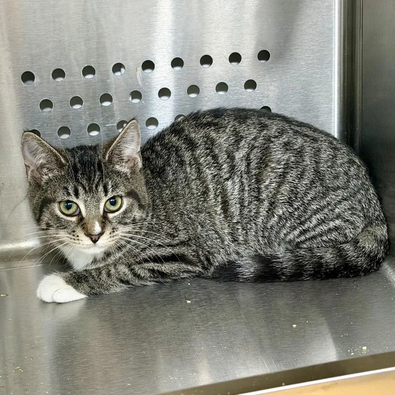 A baby small-sized female Domestic Short Hair cat named Sweetly for adoption in Winchester, TN