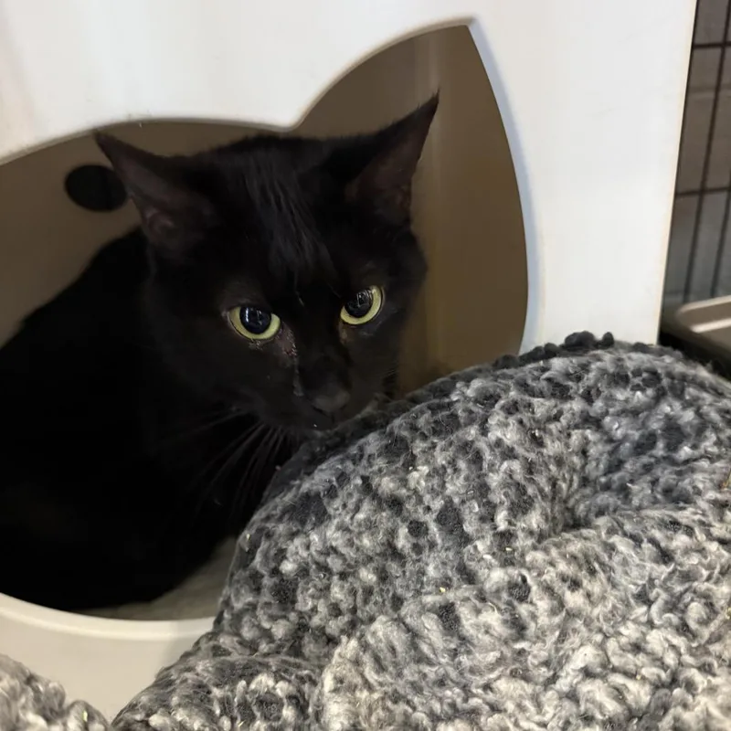 An adult medium-sized female Black Domestic Short Hair cat named Maddie for adoption in Columbus, NC