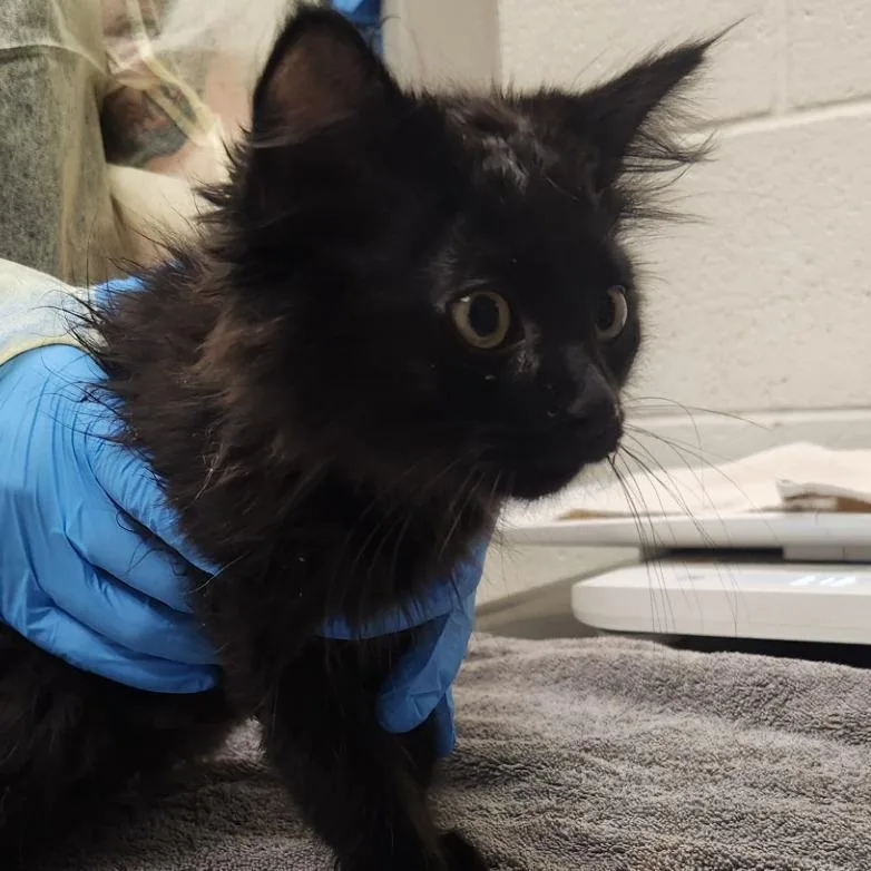 A baby small-sized male Black Domestic Short Hair cat named Nicky Katsopolis for adoption in Murray, UT