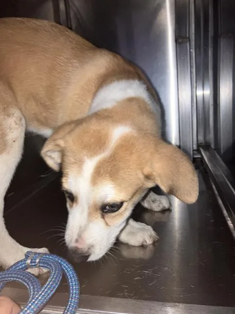 A young medium-sized male Mixed Breed dog named Canelo for adoption in Dallas, TX
