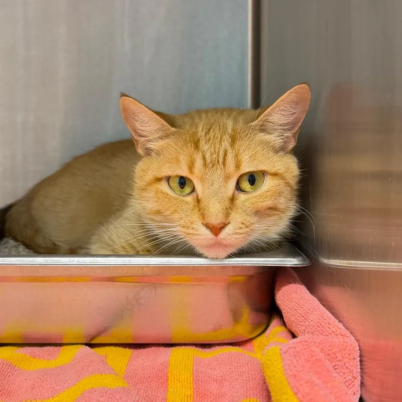 An adult medium-sized female Orange / Red Domestic Short Hair cat named Chelsea for adoption in Englewood, FL