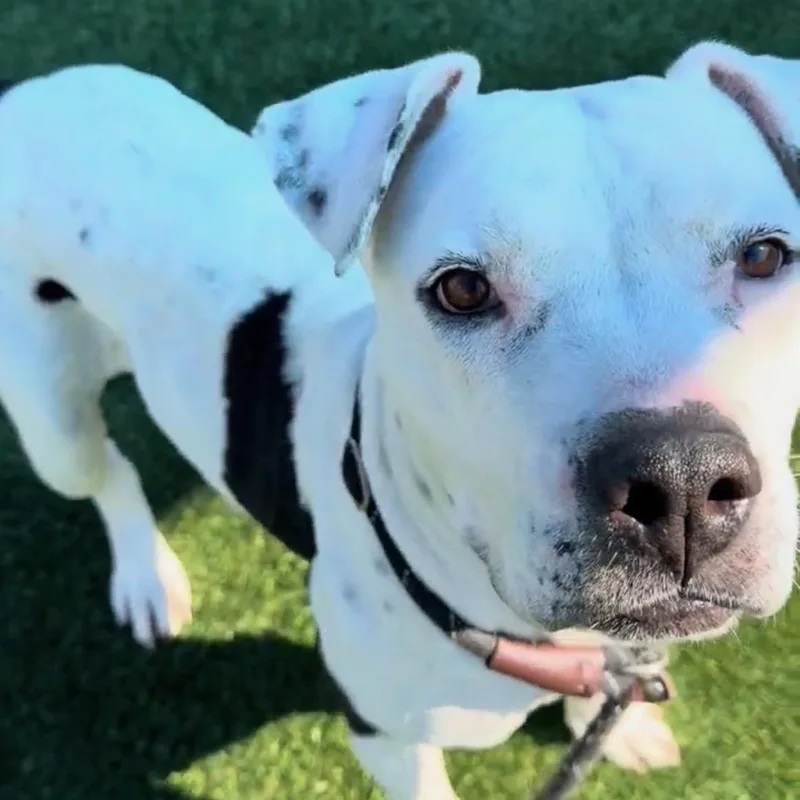 Robin Urgent!!!! thumbnail 2