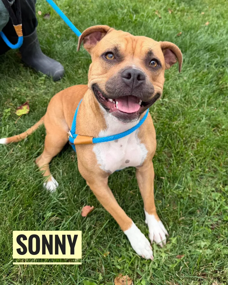 An adult medium-sized female Mixed Breed dog named Sonny for adoption in Flint, MI