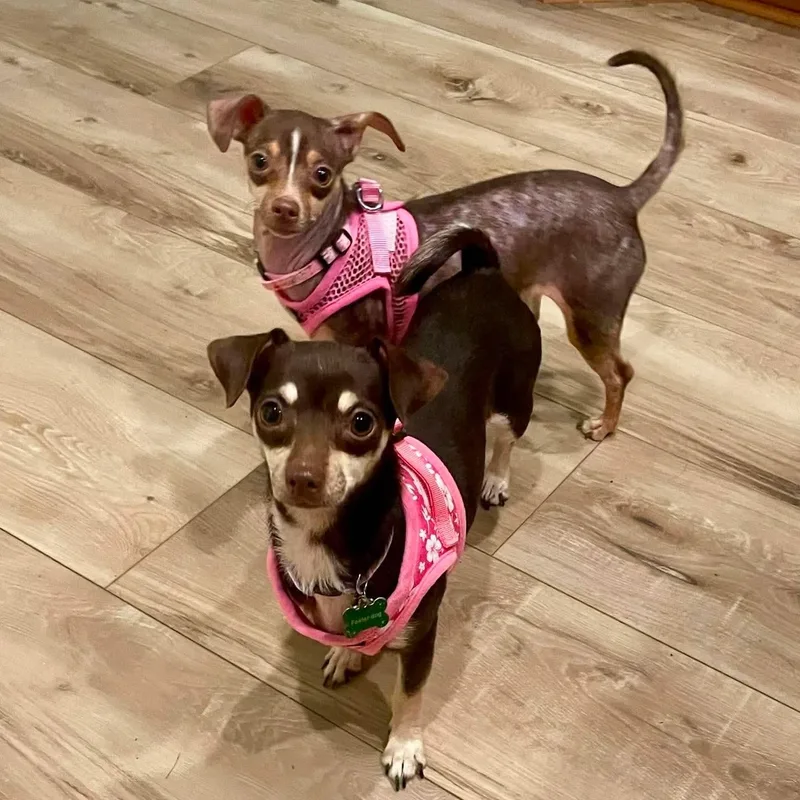 Aspen & Celeste thumbnail 4