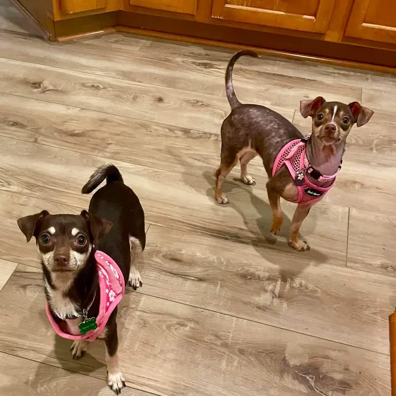 Aspen & Celeste thumbnail 5