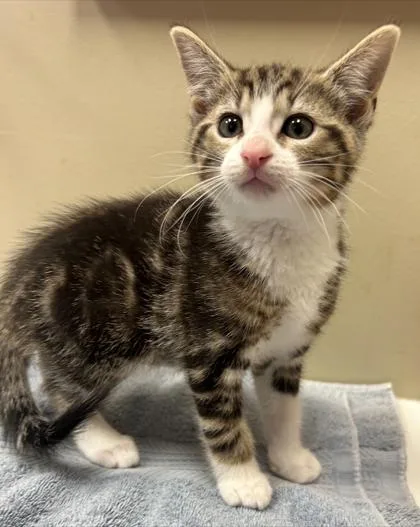 A baby small-sized male Domestic Short Hair cat named Simon for adoption in Fishers, IN