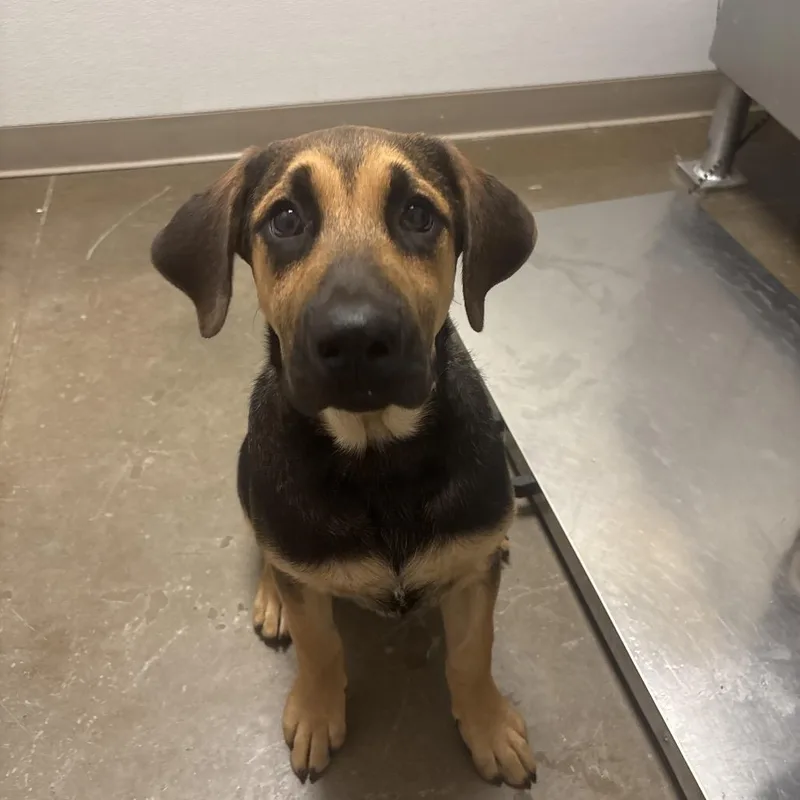 A baby large-sized male Black Hound dog named Rowdy for adoption in Tulsa, OK