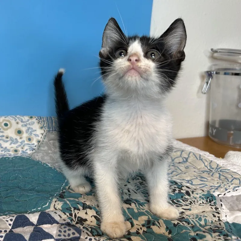 A baby small-sized male Black Domestic Short Hair cat named March for adoption in San Antonio, TX