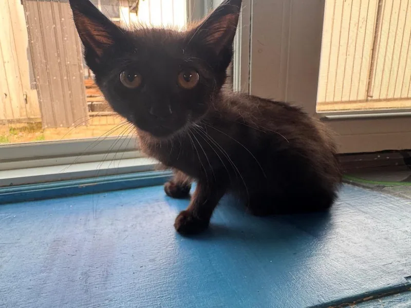 A baby medium-sized male Domestic Short Hair cat named Ninjago for adoption in Shelbyville, TN