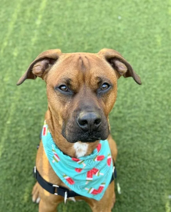 An adult large-sized male Boxer dog named Bowie for adoption in Oceanside, CA