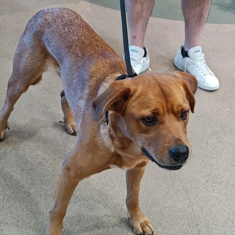 An adult medium-sized female Brown / Chocolate Labrador Retriever dog named IEPAStray for adoption in Upland, CA