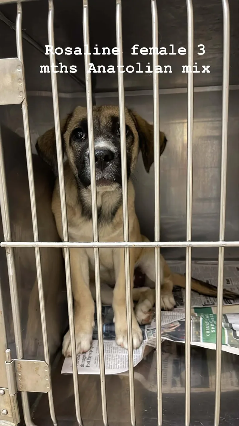 A baby large-sized female Bicolor Anatolian Shepherd dog named Rosalina for adoption in Fort Payne, AL