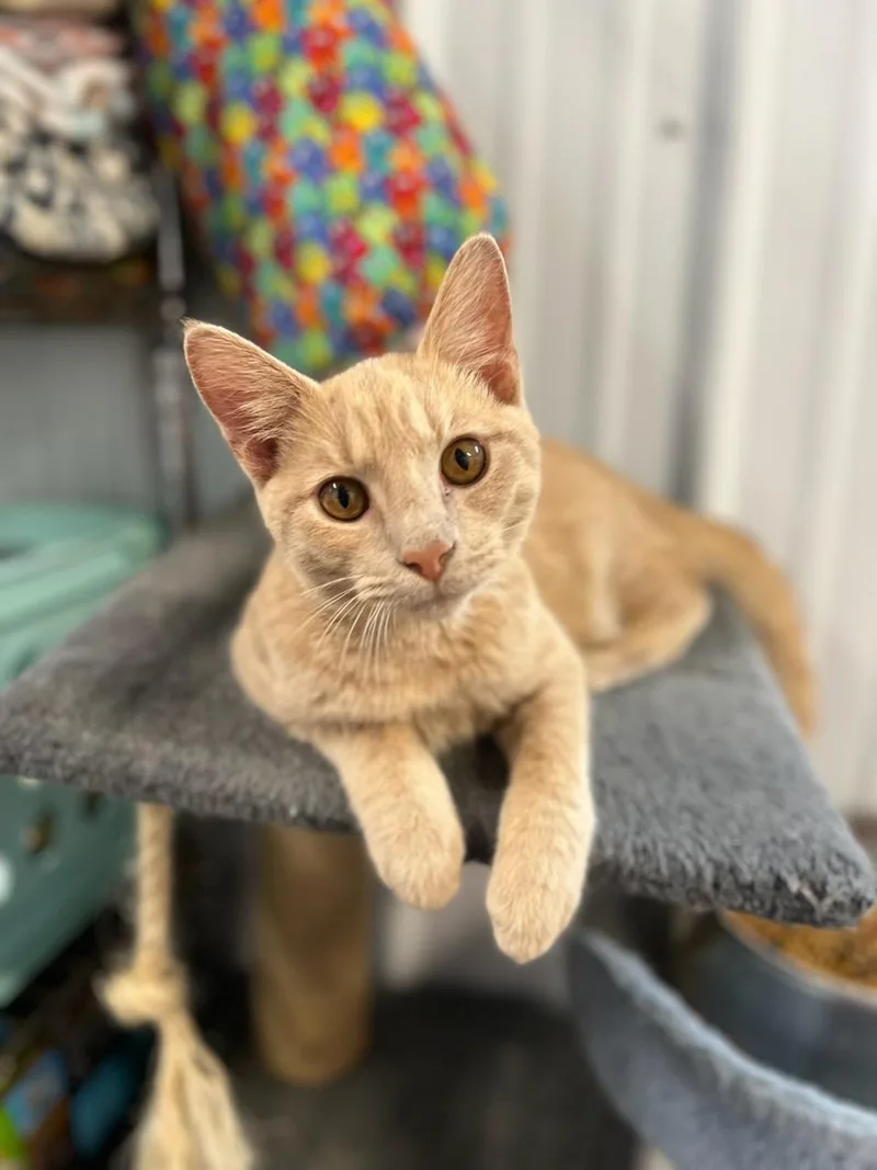 An adult medium-sized male Tabby (Buff / Tan / Fawn) Tabby cat named Marmalade for adoption in Evansville, IN