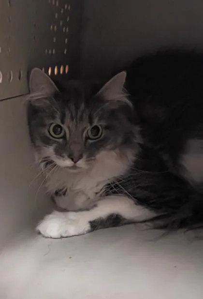 An adult medium-sized female Domestic Long Hair cat named Baby Girl for adoption in Palm Coast, FL