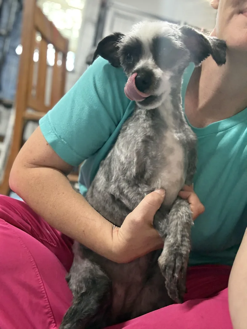 A baby small-sized female Merle (Blue) Chihuahua dog named Noodle for adoption in Dover, AR