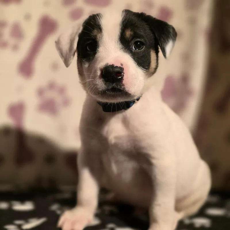 A baby medium-sized male White / Cream American Staffordshire Terrier dog named Timon for adoption in Kissimmee, FL