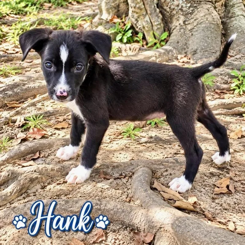 A baby medium-sized male Black Mixed Breed dog named Hank for adoption in Brewton, AL