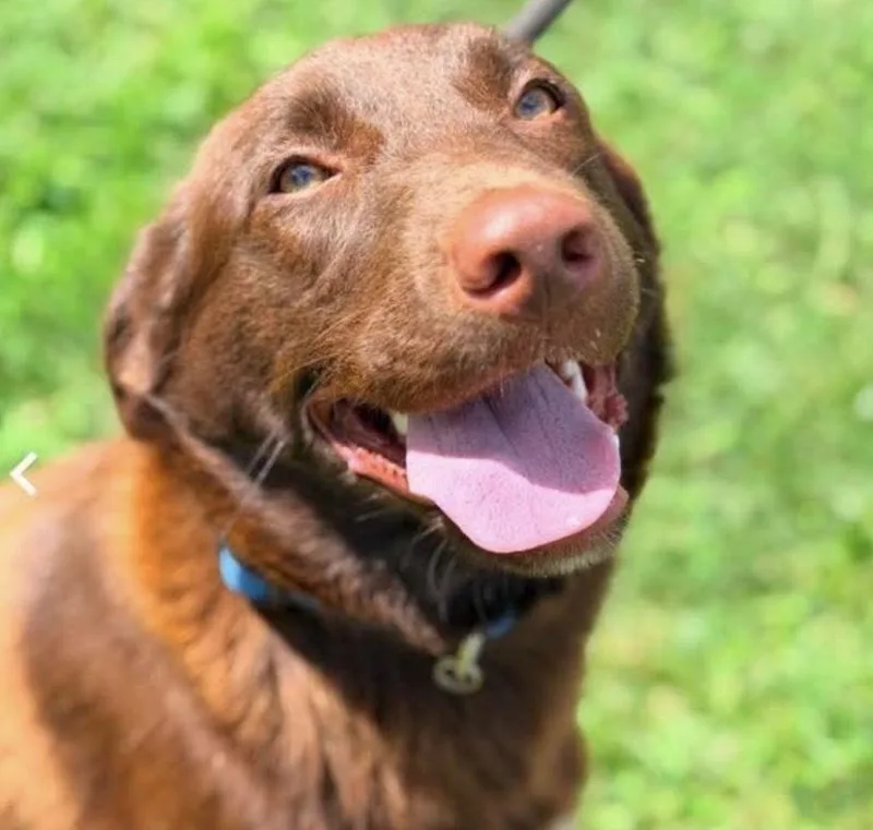 An adult large-sized female Labrador Retriever dog named Elle for adoption in Columbus, OH