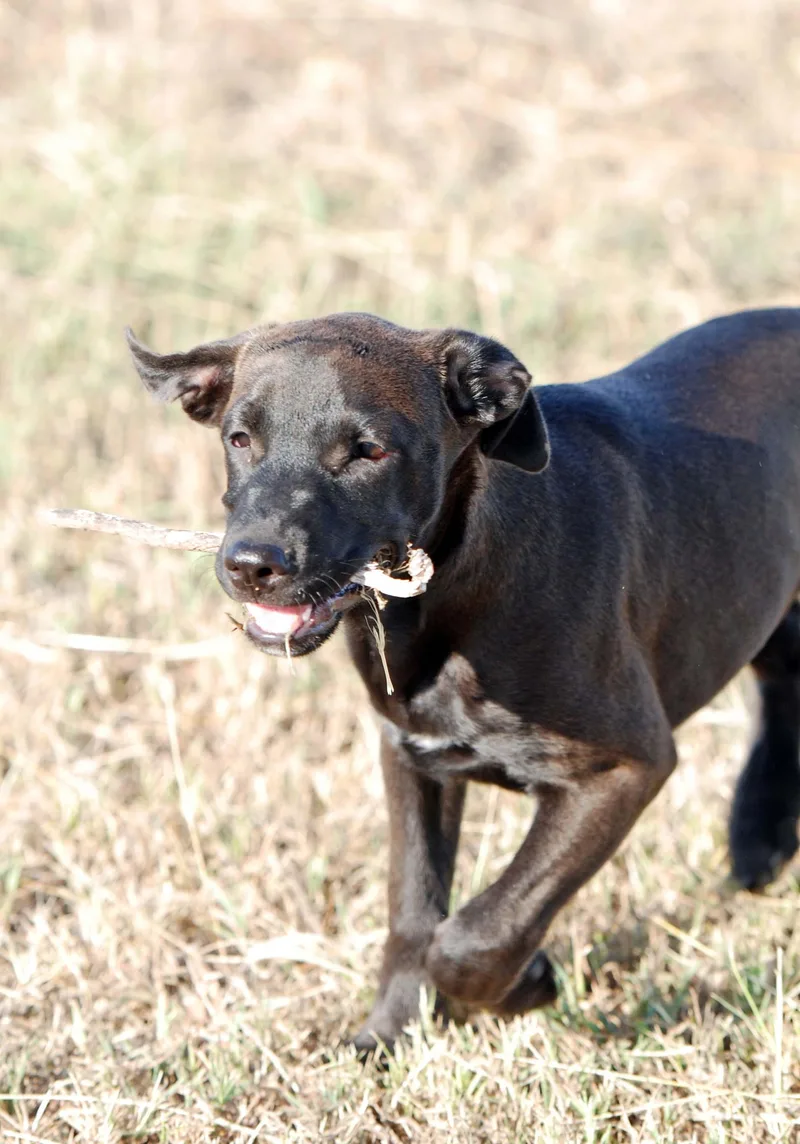 A baby medium-sized male Black Labrador Retriever dog named Addison for adoption in Madisonville, TX