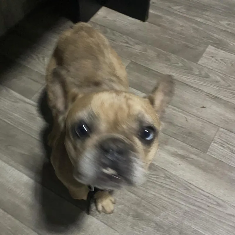 A young small-sized female Brindle French Bulldog dog named Jessica for adoption in Escondido, CA