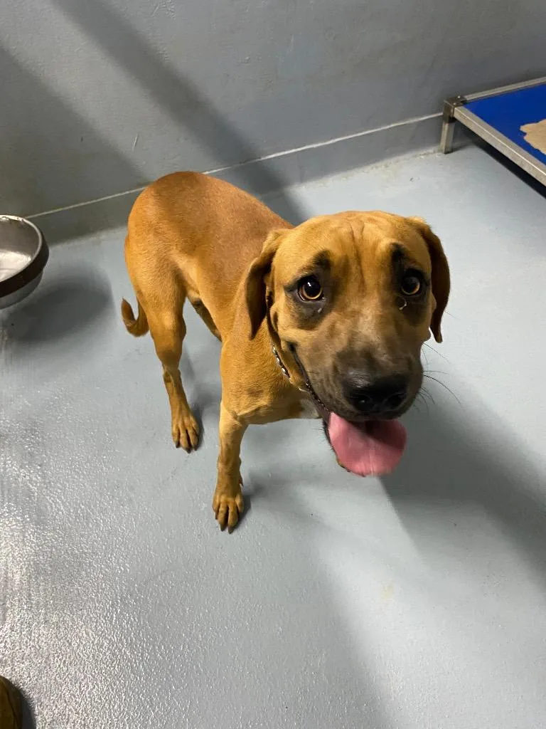 A baby medium-sized female Mixed Breed dog named Peach for adoption in Cartersville , GA