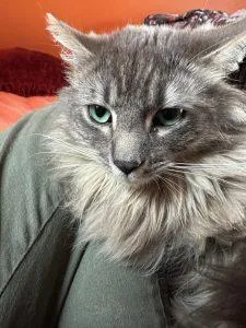 Grey