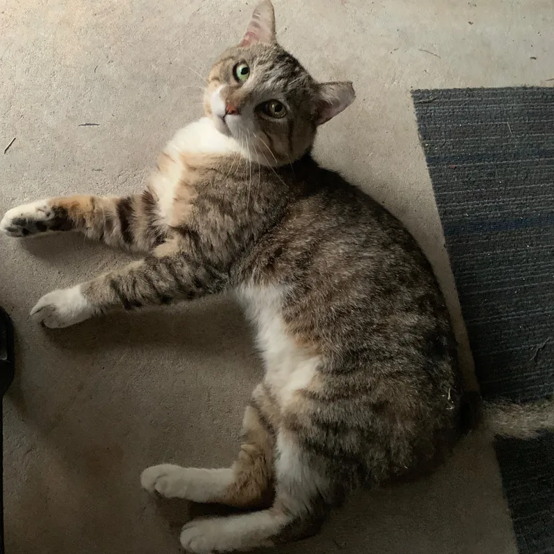 A young medium-sized male Tabby (Gray / Blue / Silver) Tabby cat named Austin for adoption in Bonaire, GA