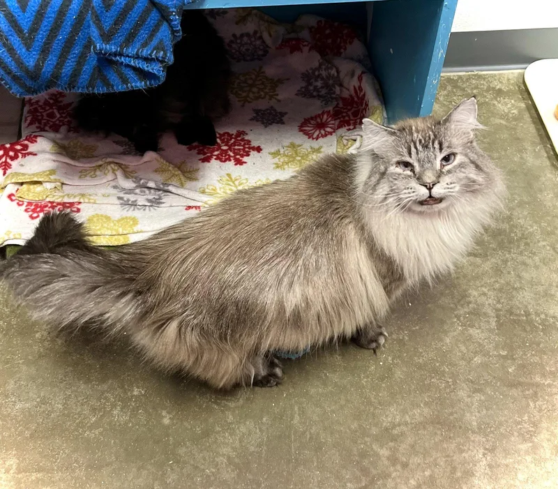 Tuna Melt thumbnail 2