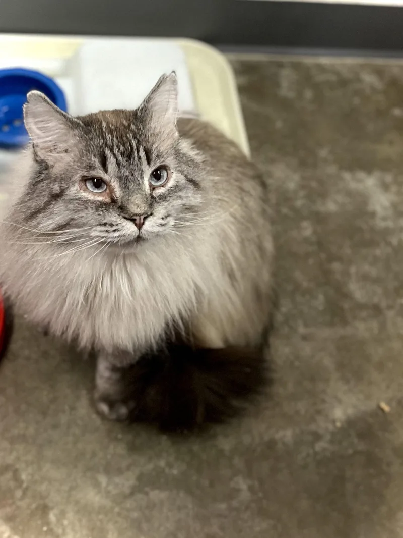 Tuna Melt thumbnail 3