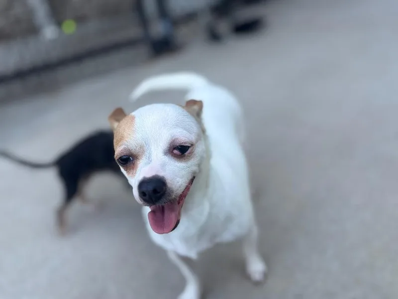 An adult small-sized female Chihuahua dog named Lala for adoption in Dalton, GA