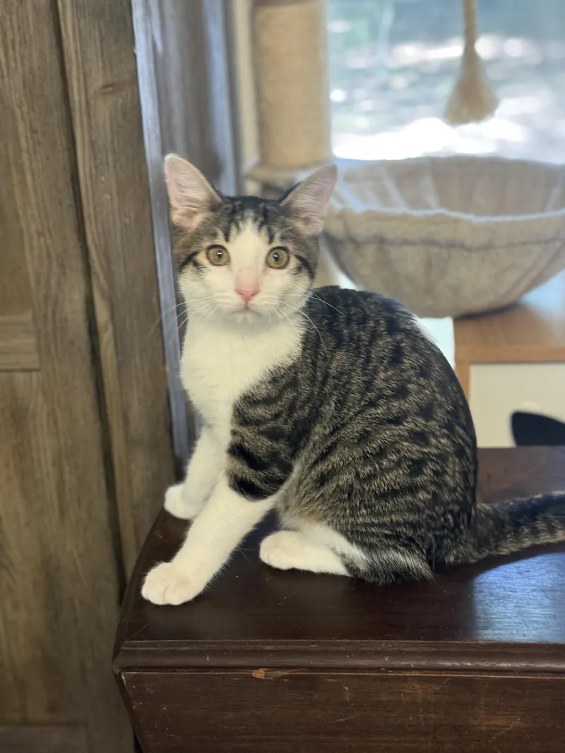 A baby medium-sized male Tabby (Gray / Blue / Silver) Domestic Short Hair cat named Ash for adoption in Magnolia, TX