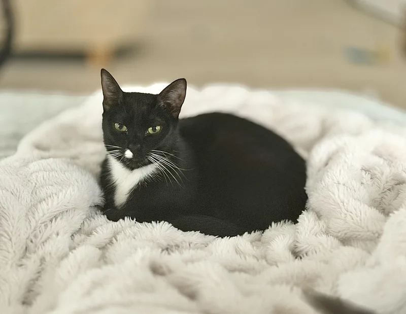 A young medium-sized female Black & White / Tuxedo Domestic Short Hair cat named Ivy And Daisy for adoption in Lawrenceville, GA