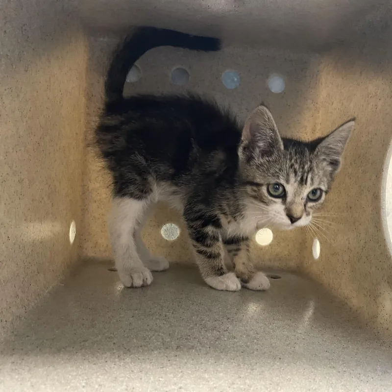 A baby small-sized female Brown / Chocolate Domestic Short Hair cat named Dunkaroo for adoption in Pasadena, CA