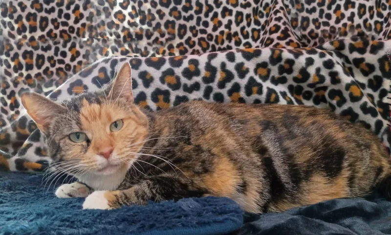 An adult medium-sized female Tabby (Brown / Chocolate) Domestic Short Hair cat named Volkswagon for adoption in Morgantown, WV