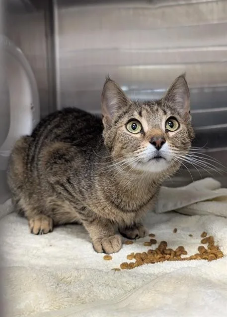 An adult medium-sized female Domestic Short Hair cat named Lilac for adoption in Upper Marlboro, MD