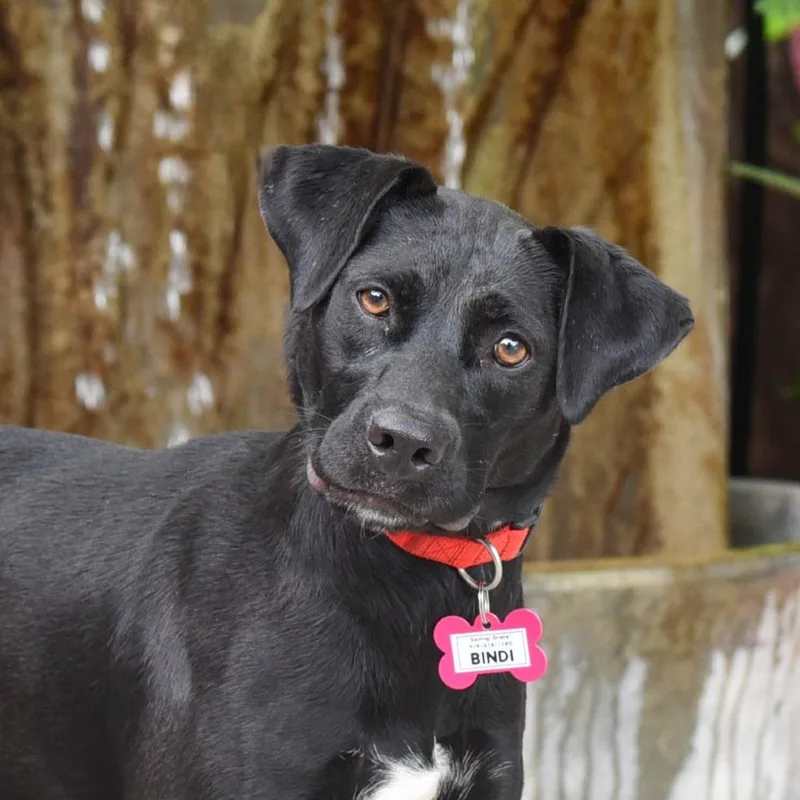 A young medium-sized female Black Retriever dog named Bindi for adoption in Wake Forest, NC