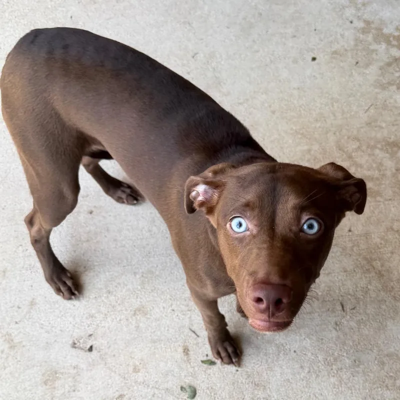 A baby medium-sized female Brown / Chocolate Labrador Retriever dog named Margaret for adoption in Birmingham, AL