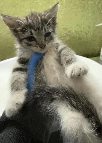 A baby small-sized female Domestic Short Hair cat named Uma for adoption in Riverside, CA