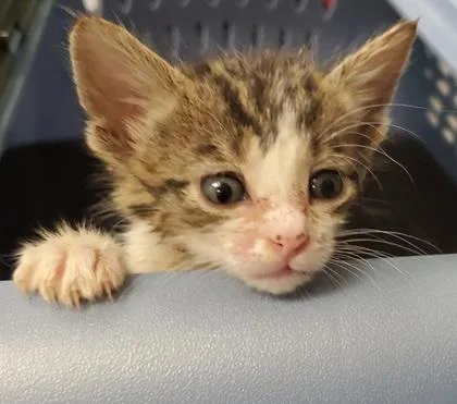 A young large-sized male Domestic Short Hair cat named Bobbi for adoption in Kansas City, MO